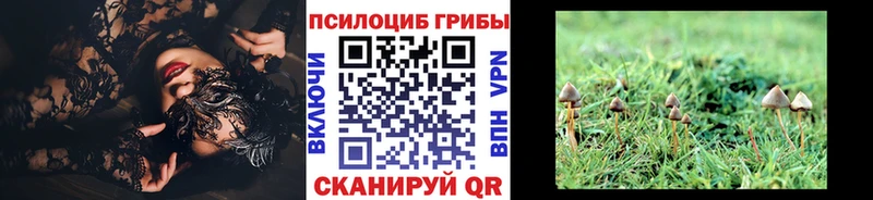 Псилоцибиновые грибы Psilocybe купить Апшеронск